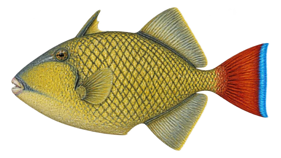 Scientific illustration of Redtail triggerfish