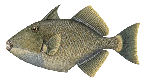 Illustration of Finescale triggerfish
