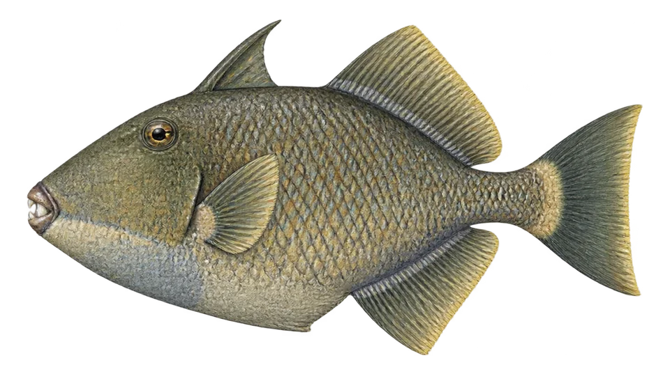 Scientific illustration of Finescale triggerfish