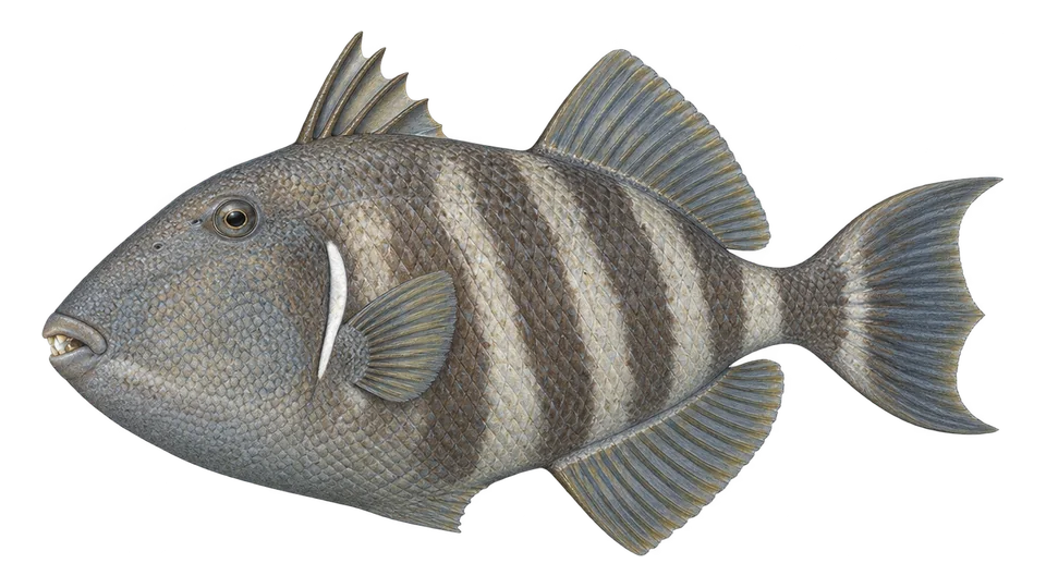 Scientific illustration of Stone triggerfish