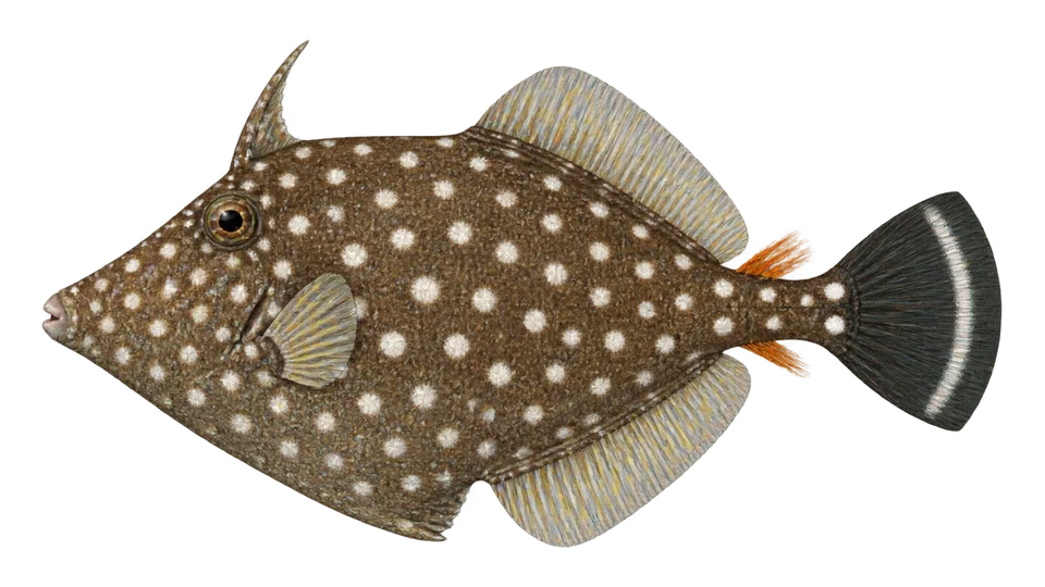 Scientific illustration of American whitespotted filefish