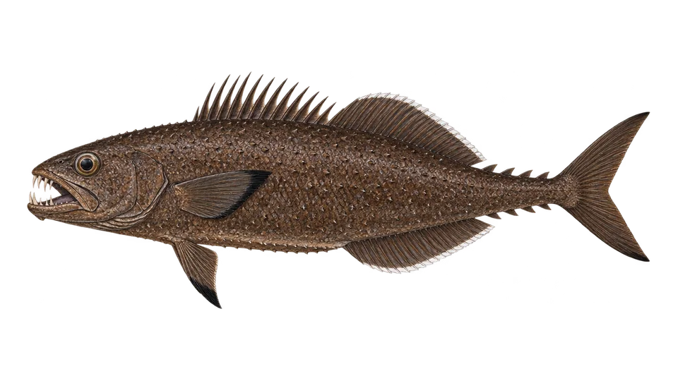 Scientific illustration of Oilfish