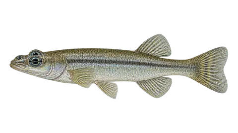 Illustration of Pacific foureyed fish