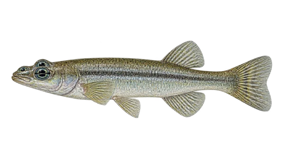 Scientific illustration of Pacific foureyed fish