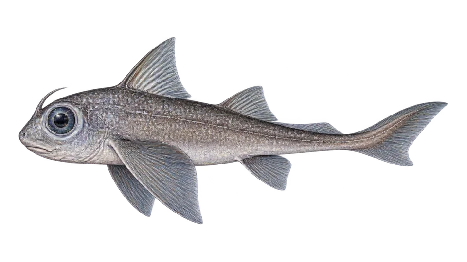Scientific illustration of Large-eyed rabbitfish