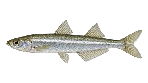 Illustration of Peixe-rei-austral