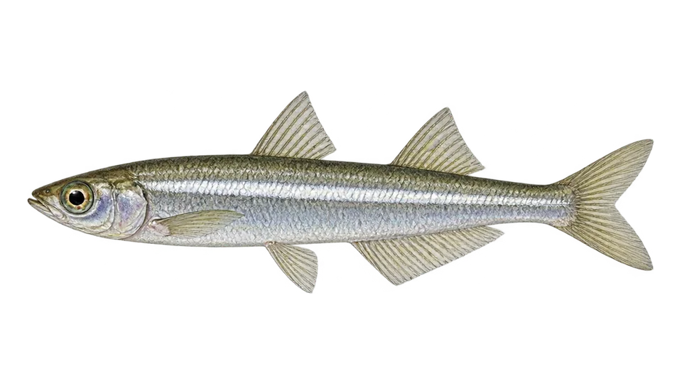 Scientific illustration of Peixe-rei-austral