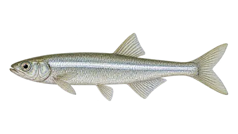 Illustration of Brazilian silversides