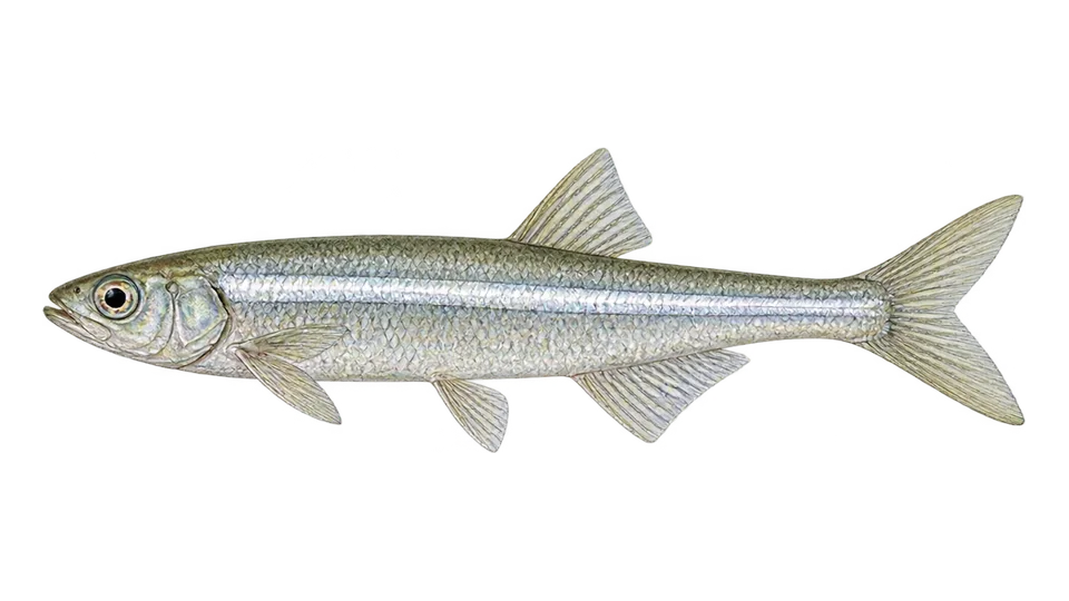 Scientific illustration of Brazilian silversides