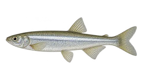 Illustration of Peixe-rei-chileno