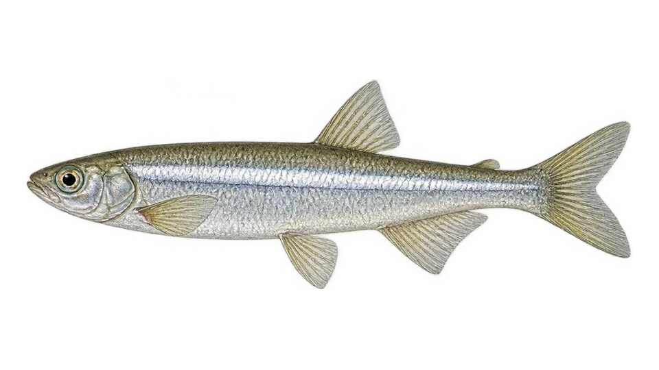 Ilustración científica de Peixe-rei-chileno
