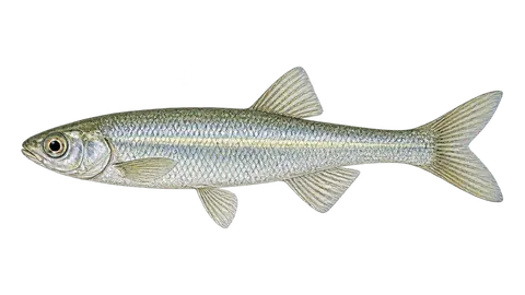 Illustration of Smallmouth silverside
