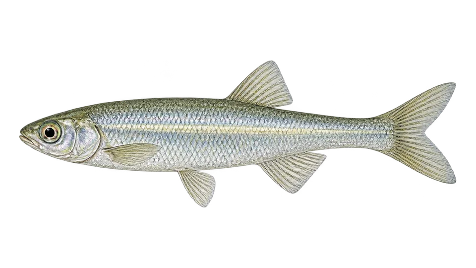 Scientific illustration of Smallmouth silverside