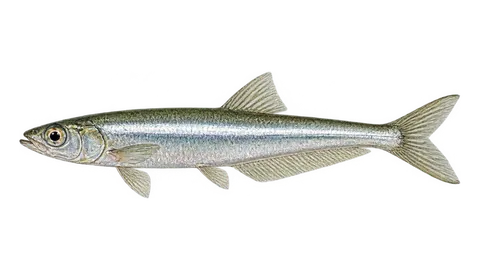 Illustration of Beach silverside