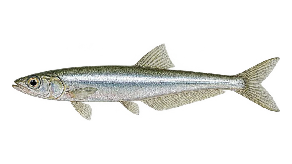 Scientific illustration of Beach silverside