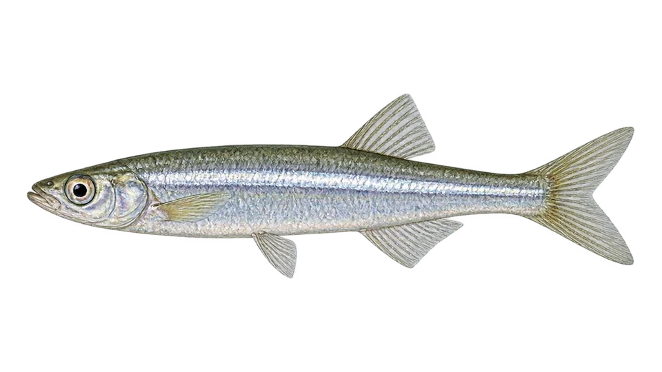 Scientific illustration of Inland silverside