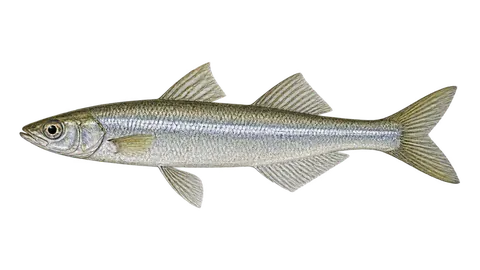 Illustration of Peixe-rei-do-Maule