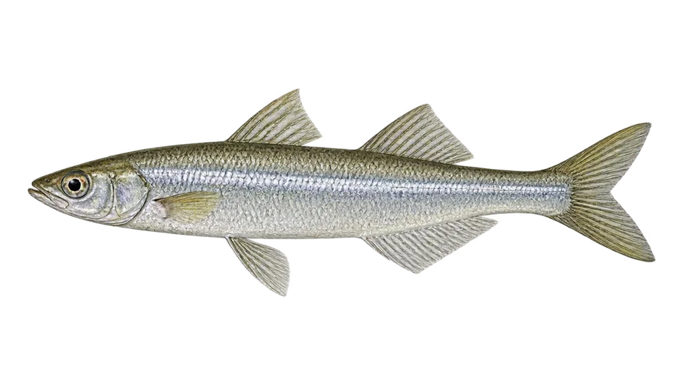 Scientific illustration of Peixe-rei-do-Maule