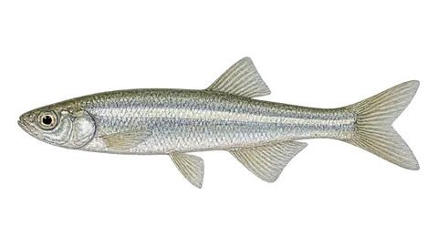 Illustration of Charal