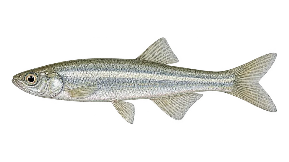 Scientific illustration of Charal