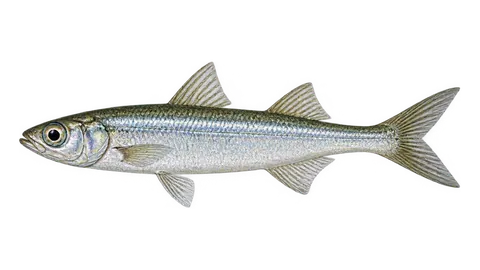 Illustration of Jack silverside