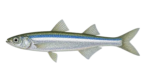 Ilustración de Pejerrey pescadillo