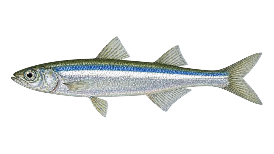 Scientific illustration of Topsmelt silverside