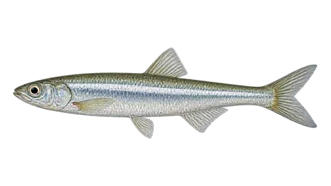 Illustration of Rough silverside