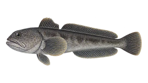 Ilustración de Sapo de luto
