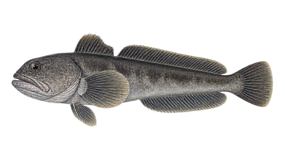 Scientific illustration of Darkedge midshipman