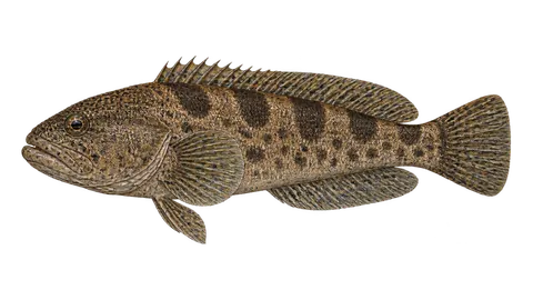 Ilustración de Sapo guayanés