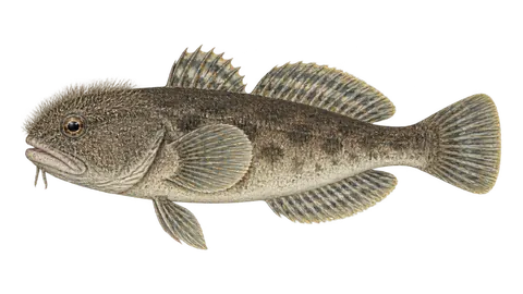 Ilustración de Guasa lagunar
