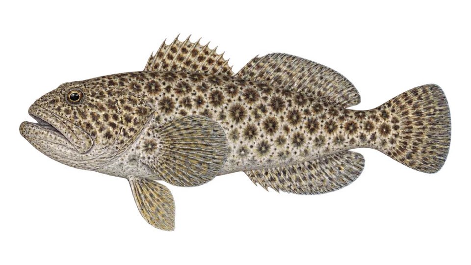 Ilustración científica de Sapo leopardo