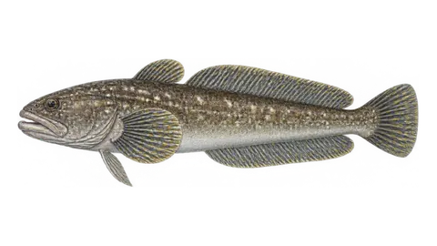Illustration of Daisy midshipman