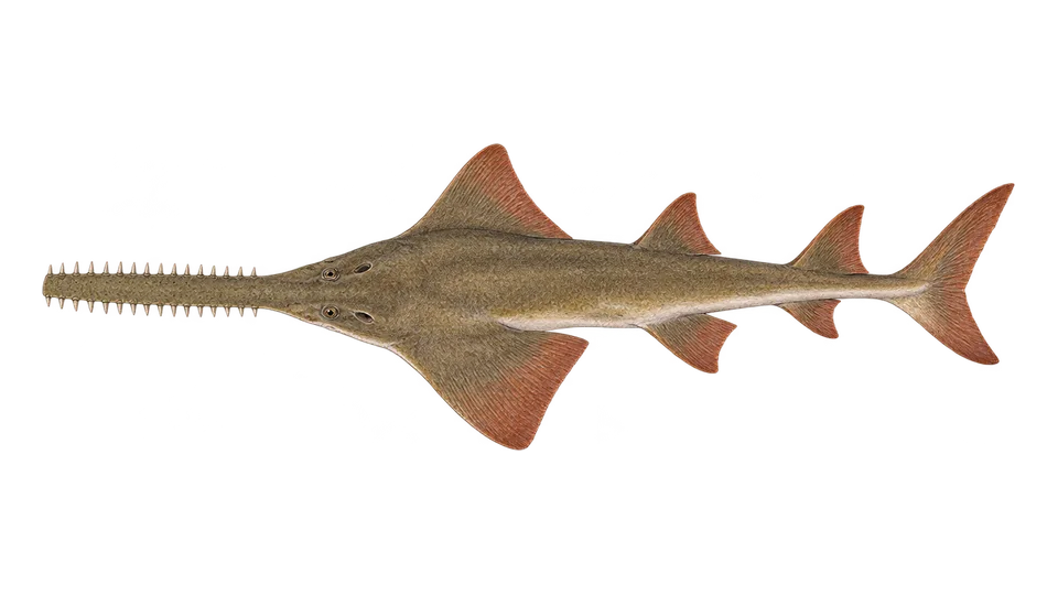 Scientific illustration of Common sawfish