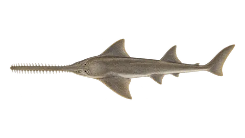 Illustration of Smalltooth sawfish