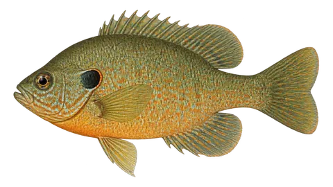 Ilustración de Peixe-sol-abóbora