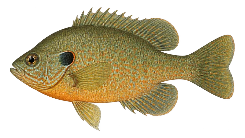 Scientific illustration of Pumpkinseed