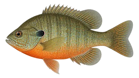 Ilustración de Chopa de abdomen colorado