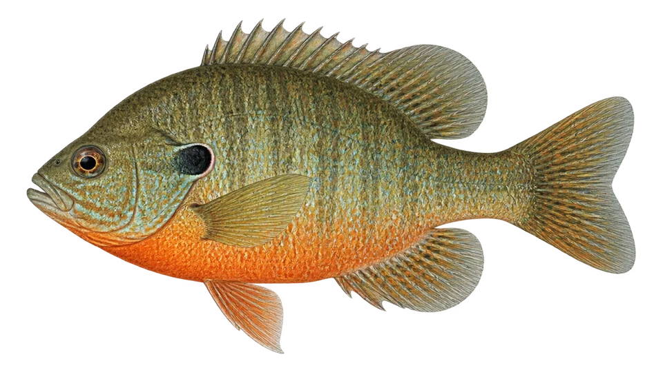 Scientific illustration of Redbreast sunfish
