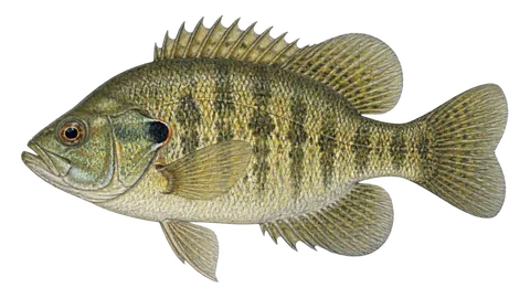 Illustration of Rock bass