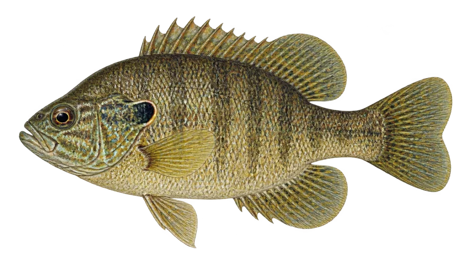 Scientific illustration of Warmouth