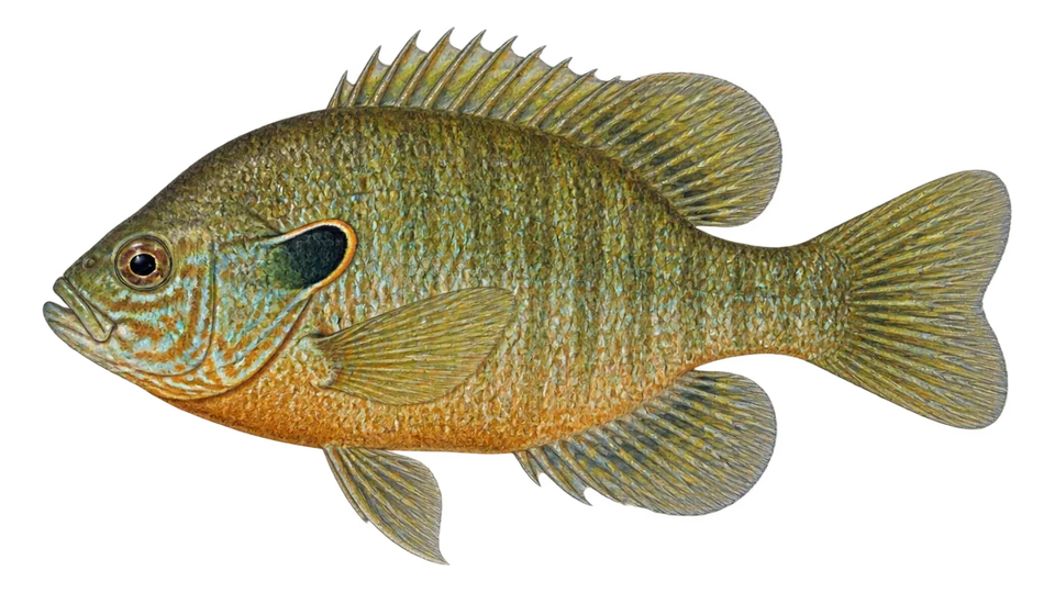 Scientific illustration of Longear sunfish