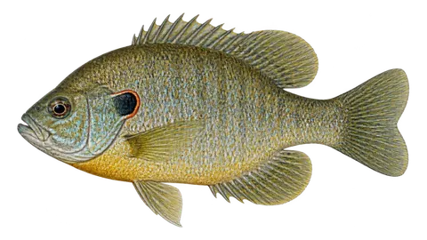 Illustration of Redear sunfish