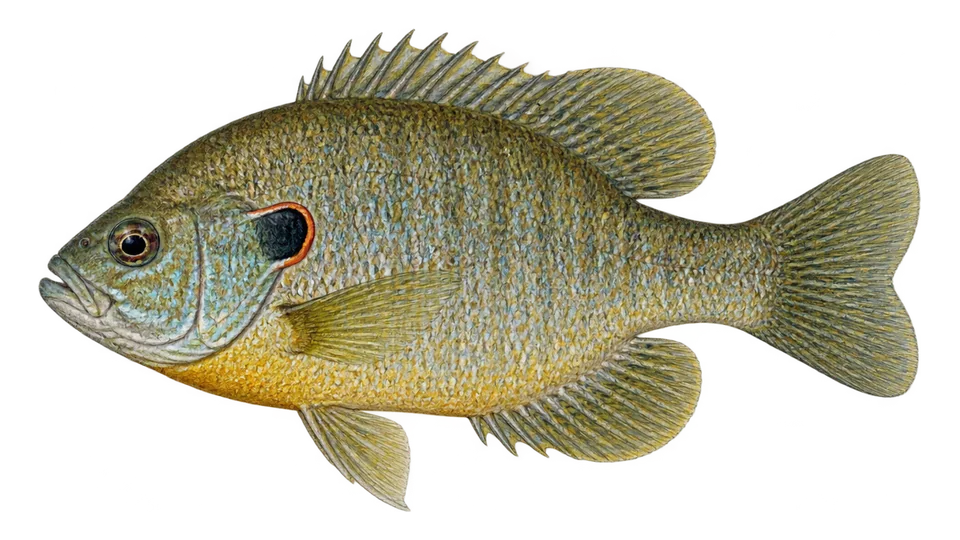 Scientific illustration of Redear sunfish