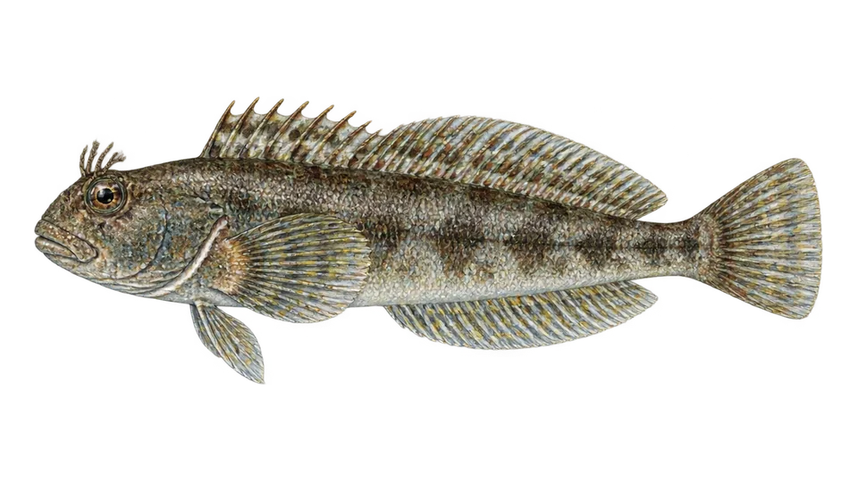 Scientific illustration of Channel bull blenny