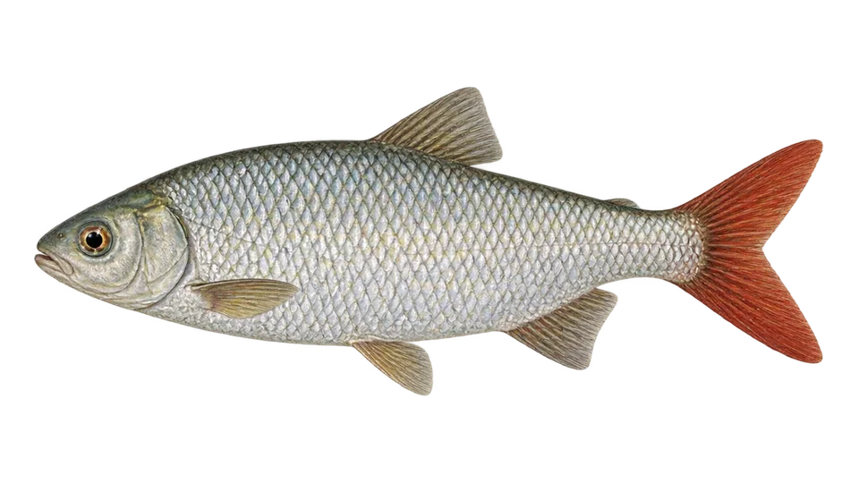 Scientific illustration of Tucan fish