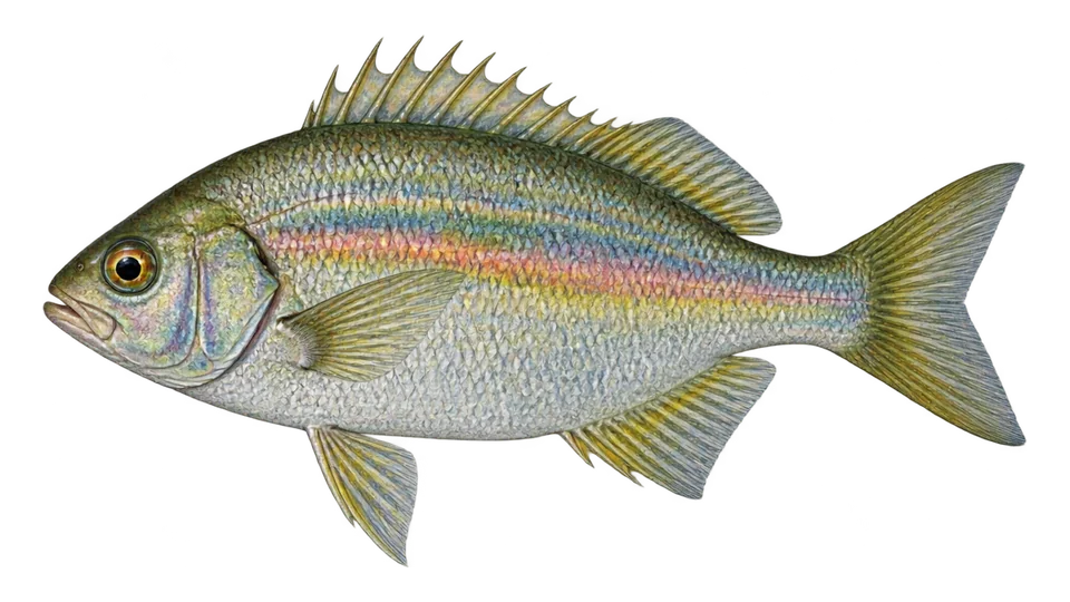 Ilustración científica de Mojarra arcoiris