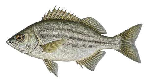 Ilustración de Mojarra picuda