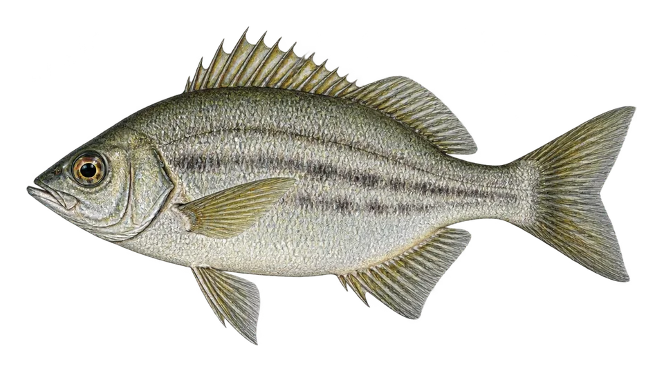 Ilustración científica de Mojarra picuda